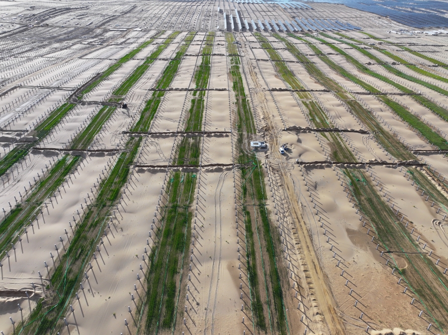 图4  三峡大基地先导工程生态治理项试种400亩燕麦、苜蓿所有出苗